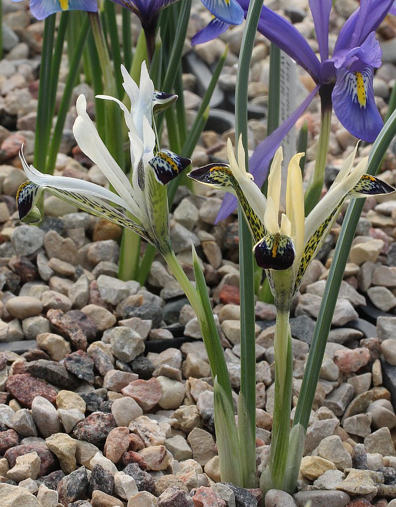 Изображение особи Iridodictyum zagricum.