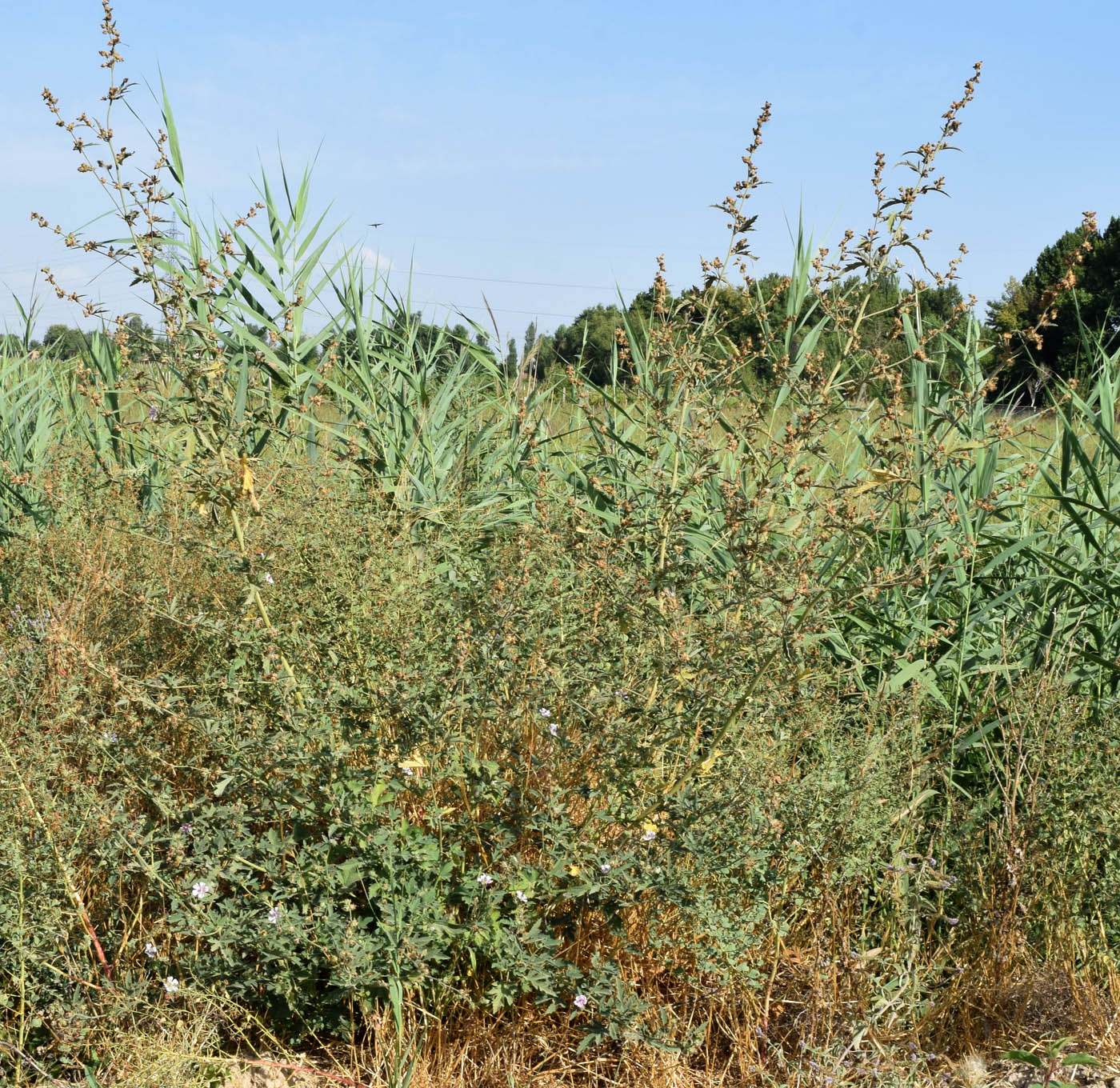 Image of Althaea cannabina specimen.