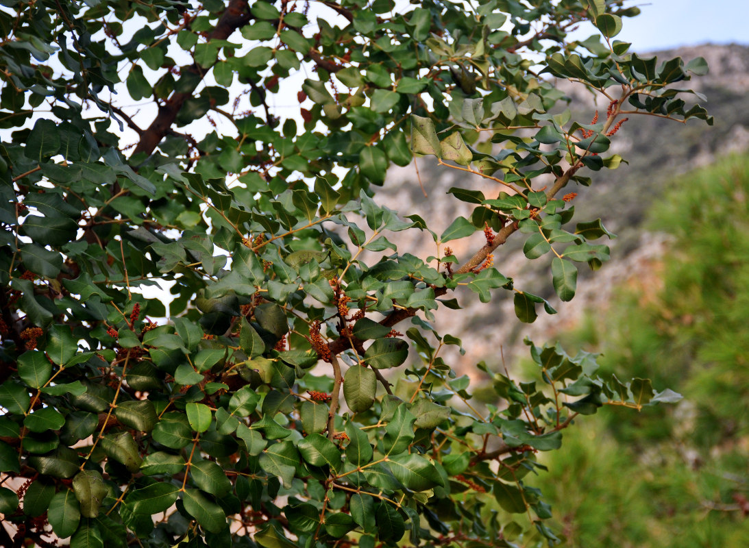 Image of Ceratonia siliqua specimen.