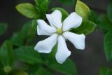 Gardenia jasminoides. Цветок. Краснодарский край, г. Сочи, Адлерский р-н, в культуре. 13.08.2018.