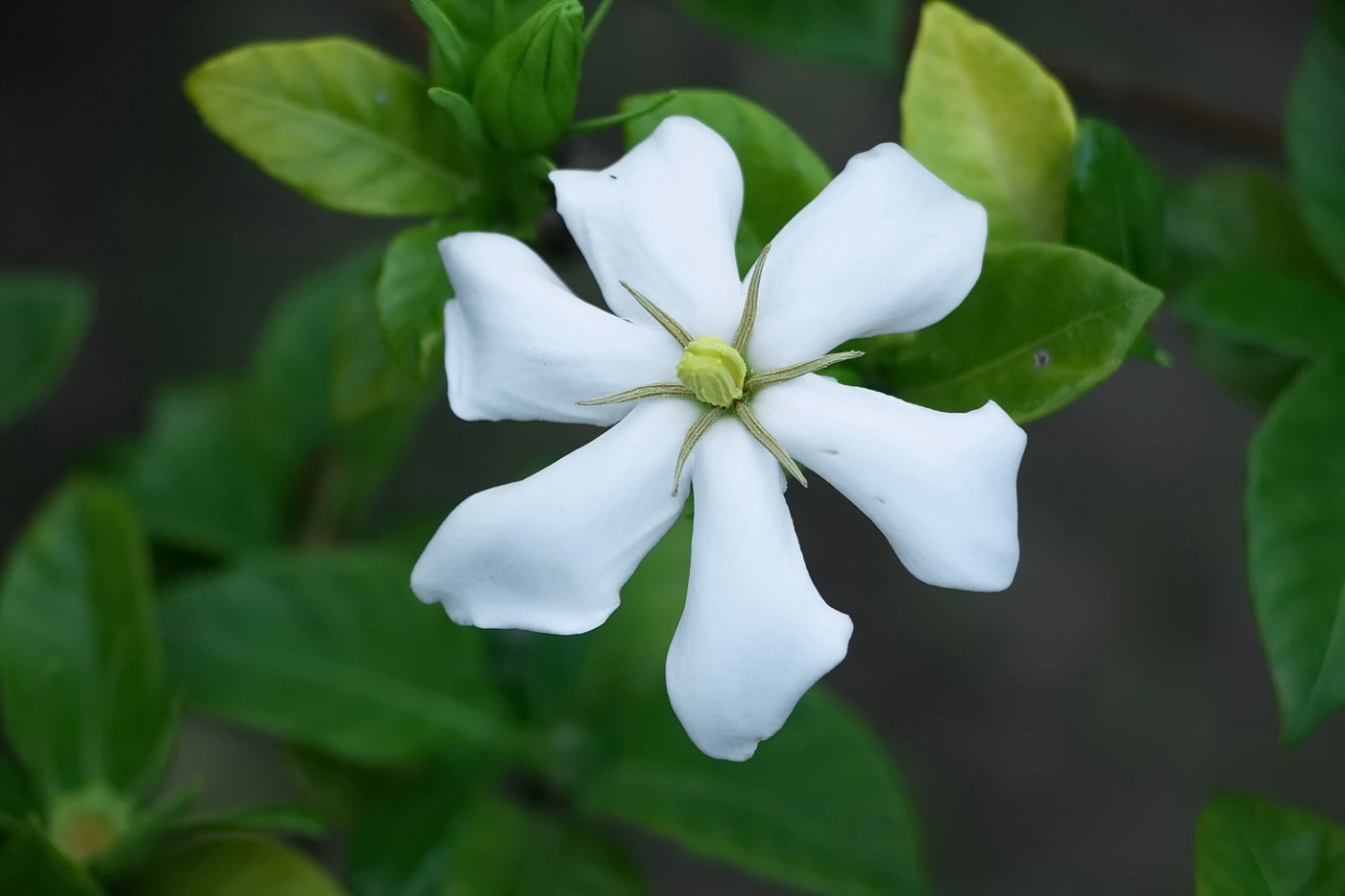 Изображение особи Gardenia jasminoides.