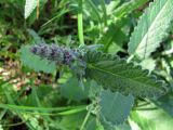 Betonica officinalis. Часть побега с бутонами. Пензенская обл., Спасский р-н, с. Ново-Зубово, опушка леса. 20.06.2010.