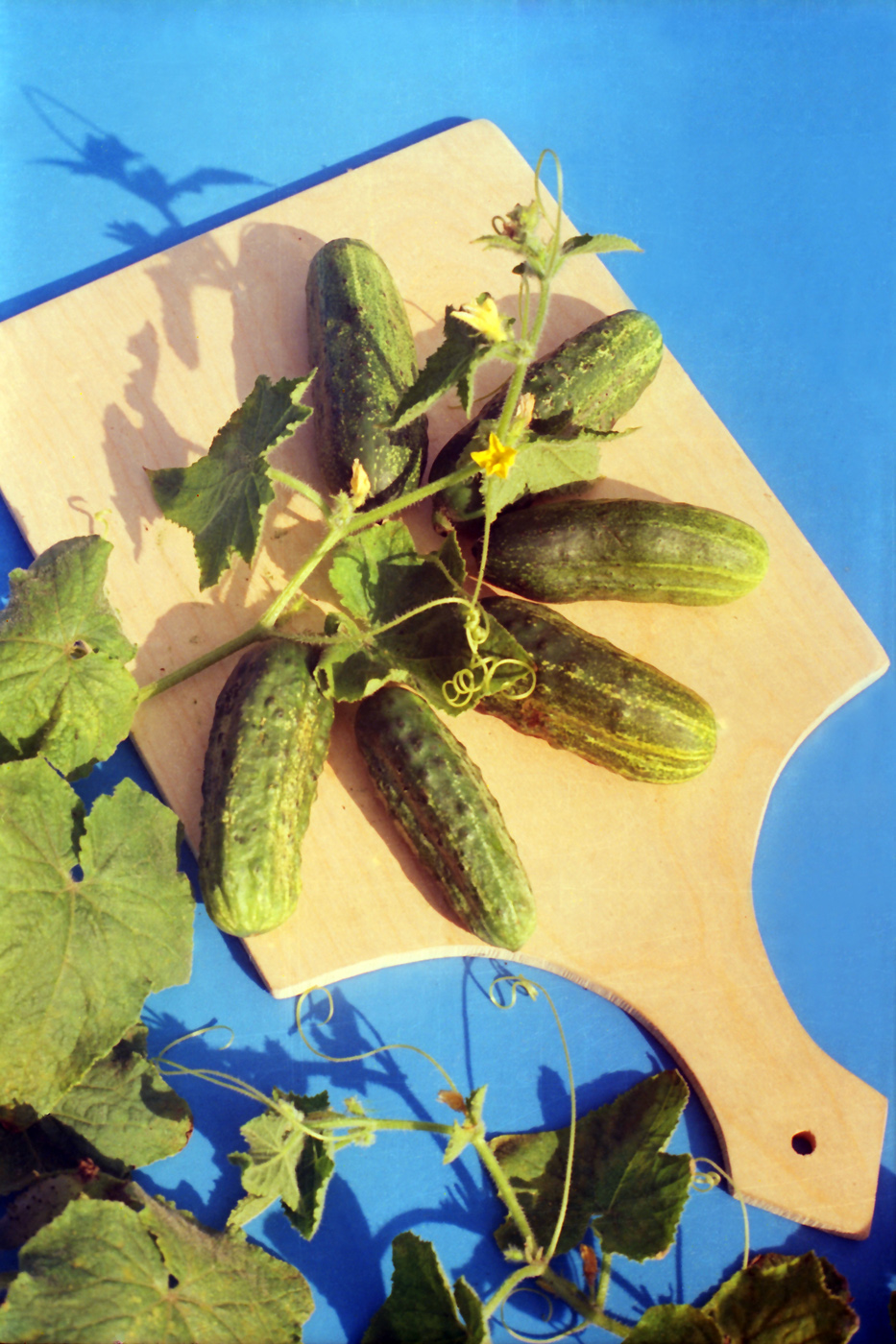 Image of Cucumis sativus specimen.