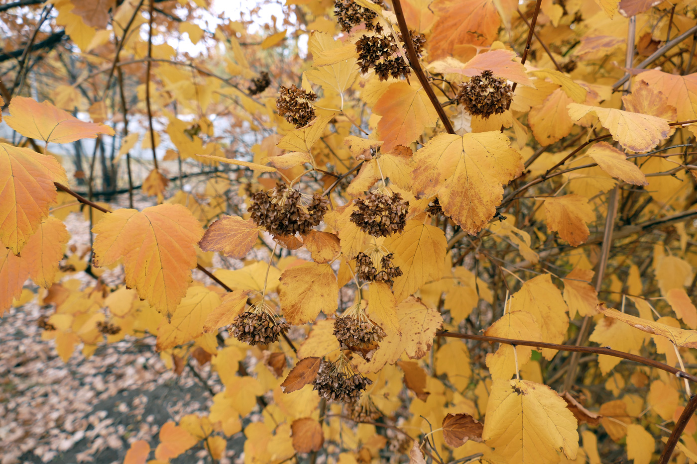 Image of Physocarpus opulifolius specimen.