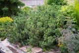 Pinus mugo. Вегетирующее растение ('Humpy'). Кировская обл., г. Киров, Ботанический сад Вятского государственного университета, в культуре. 07.07.2018.