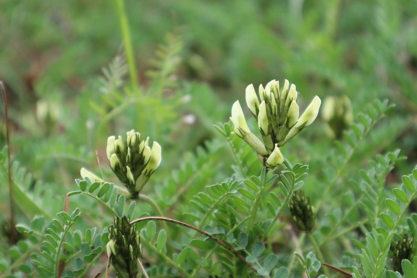 Изображение особи Astragalus resupinatus.