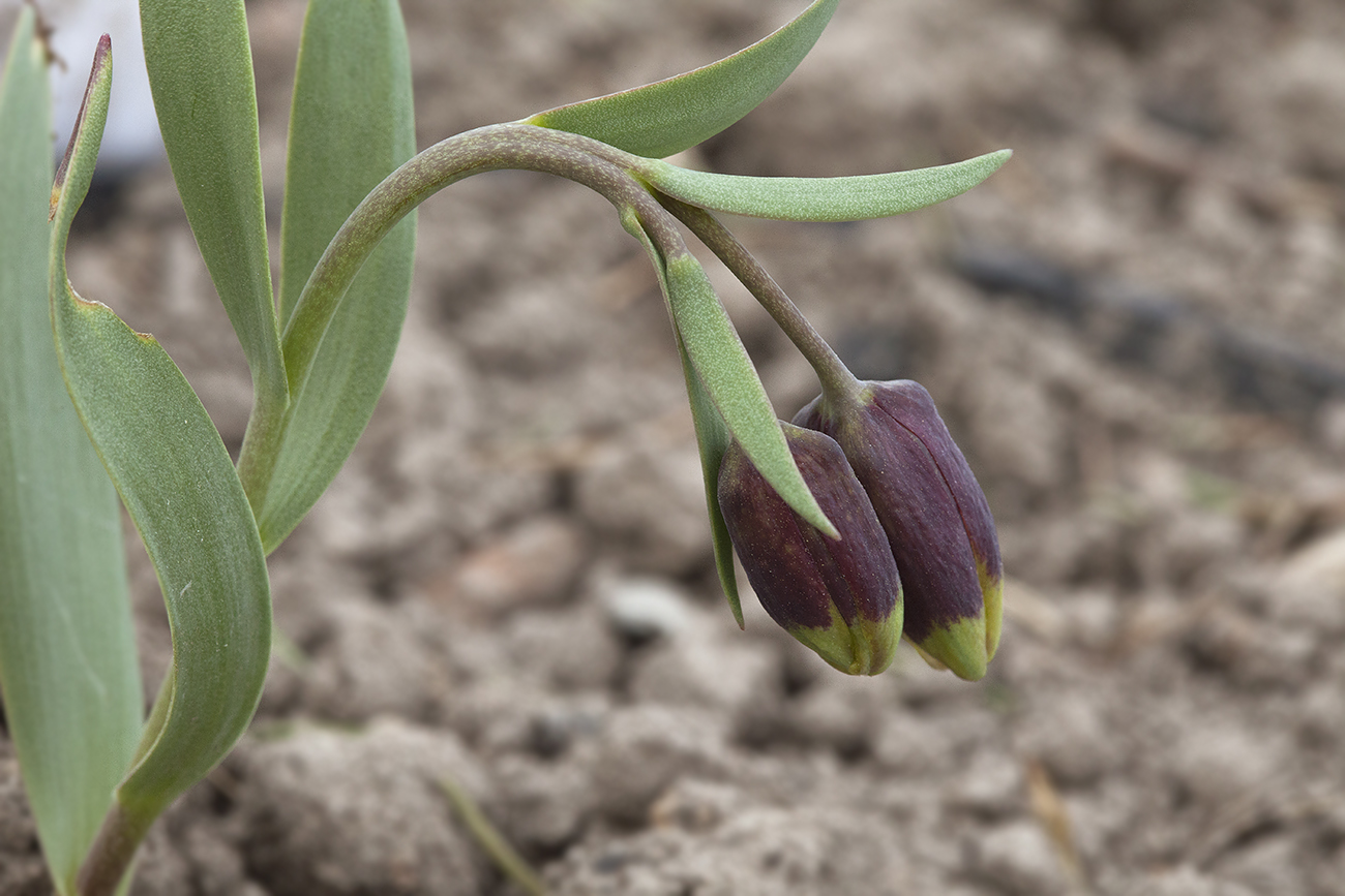 Изображение особи Fritillaria michailovskyi.