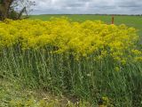 Isatis tinctoria