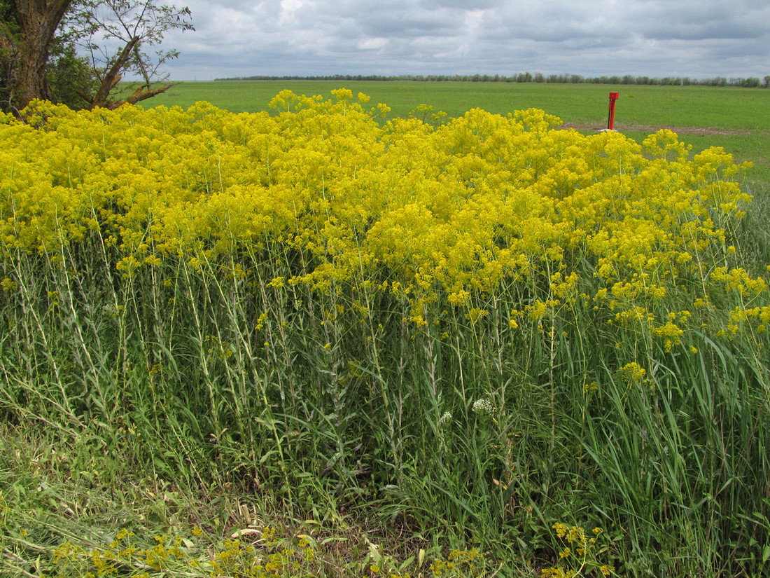 Изображение особи Isatis tinctoria.