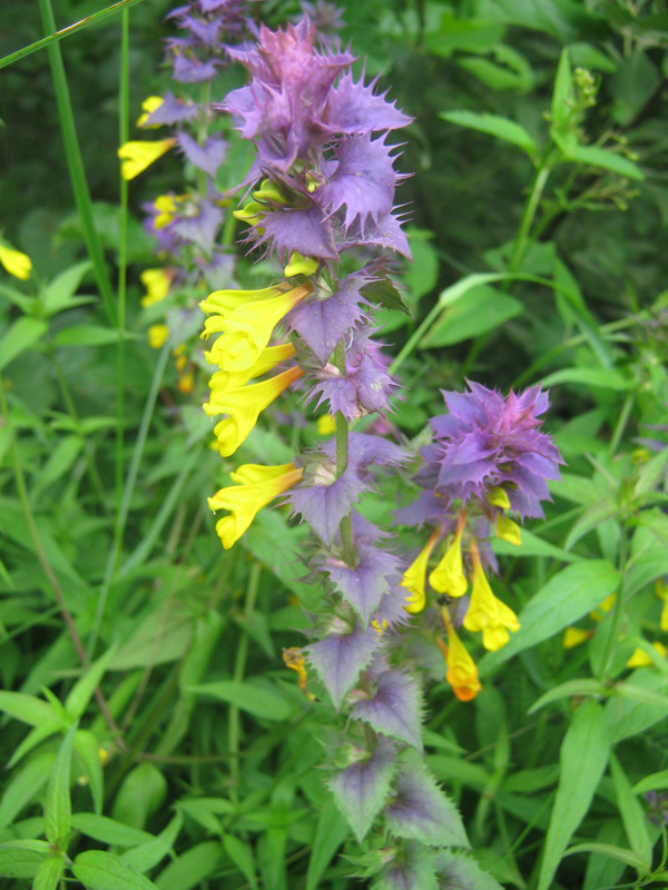 Image of Melampyrum nemorosum specimen.