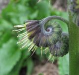 Solenanthus circinnatus