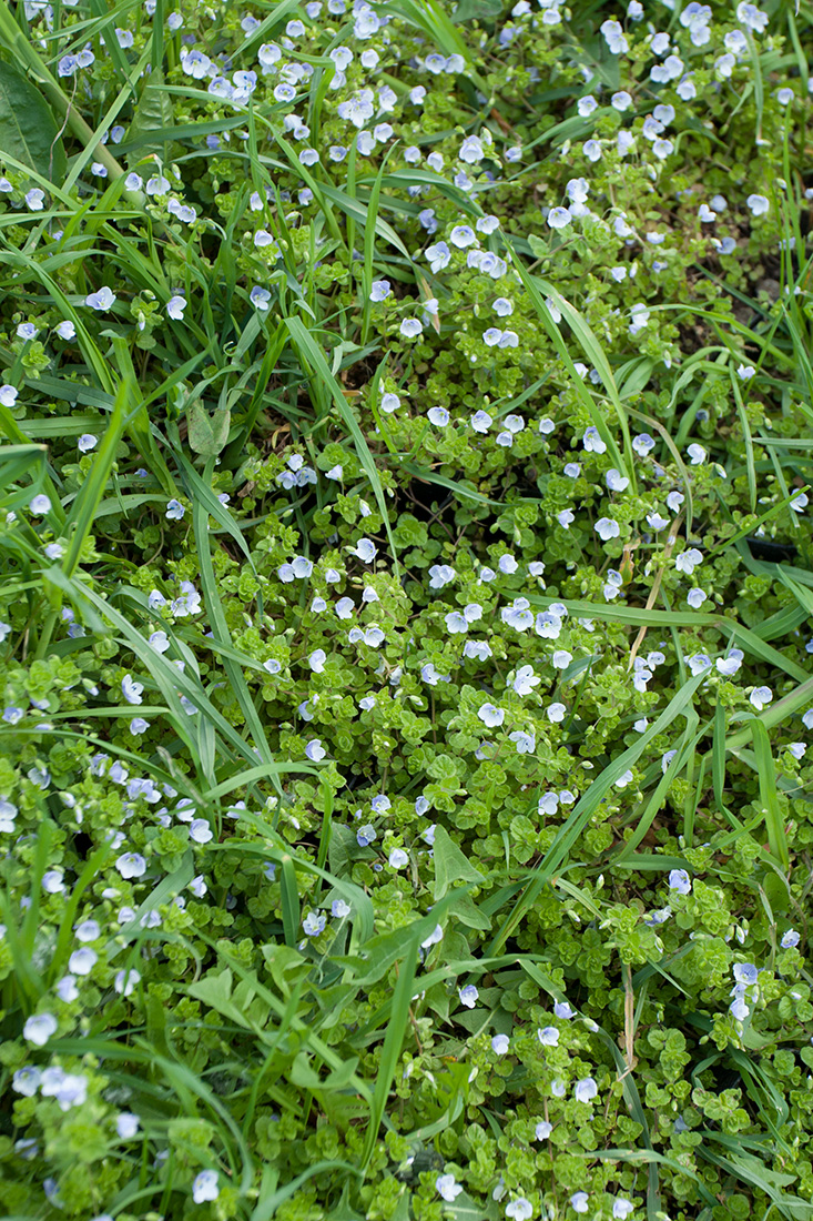 Изображение особи Veronica filiformis.