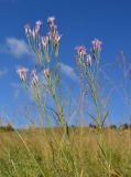 Jurinea multiflora