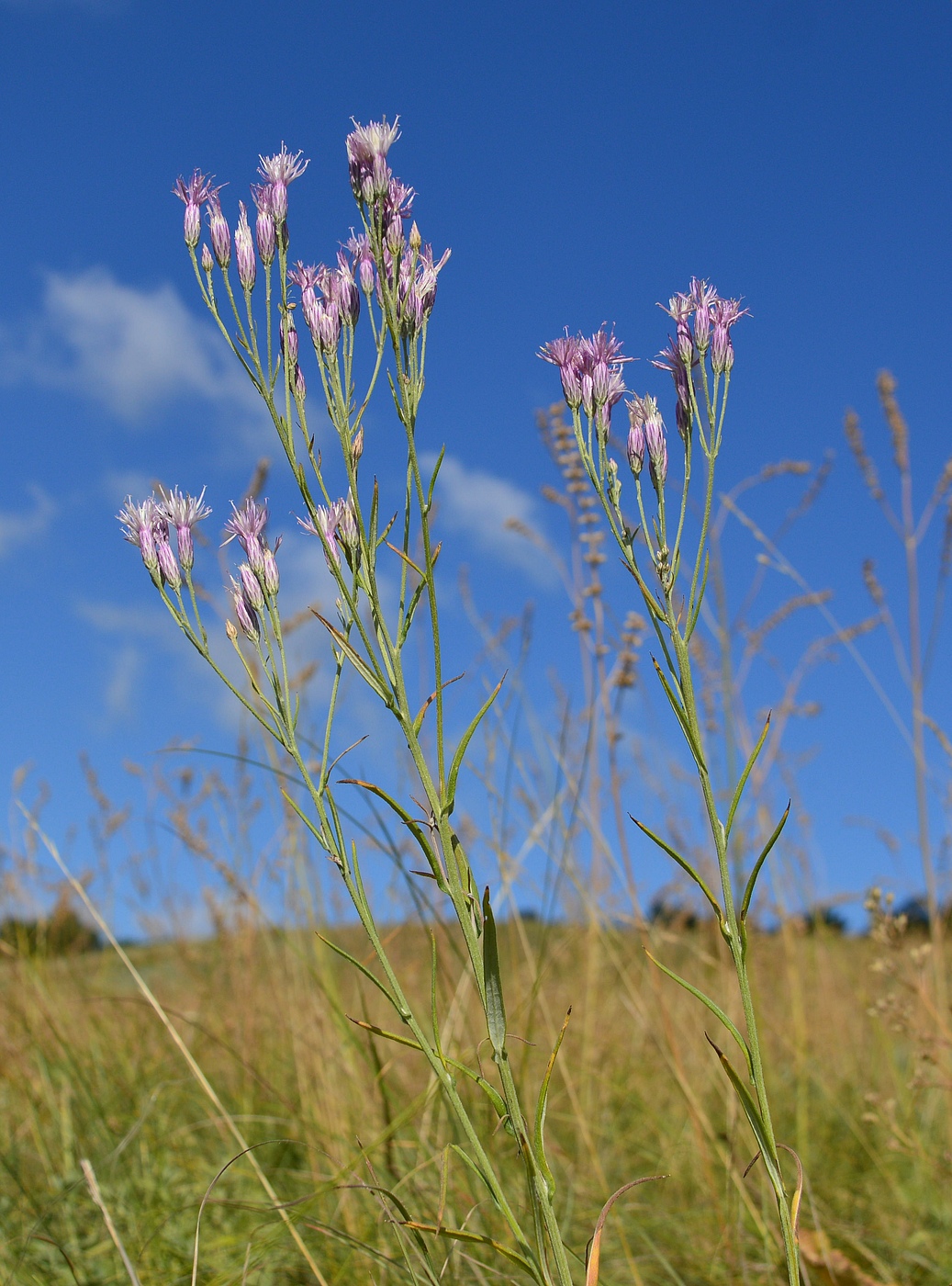 Image of Jurinea multiflora specimen.