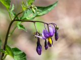 Solanum dulcamara. Верхушка побега с соцветиями и притаившимся пауком. Ленинградская обл., Выборгский р-н, р. Вуокса, берег о. Тёмный, песчаный пляж. 08.06.2019.