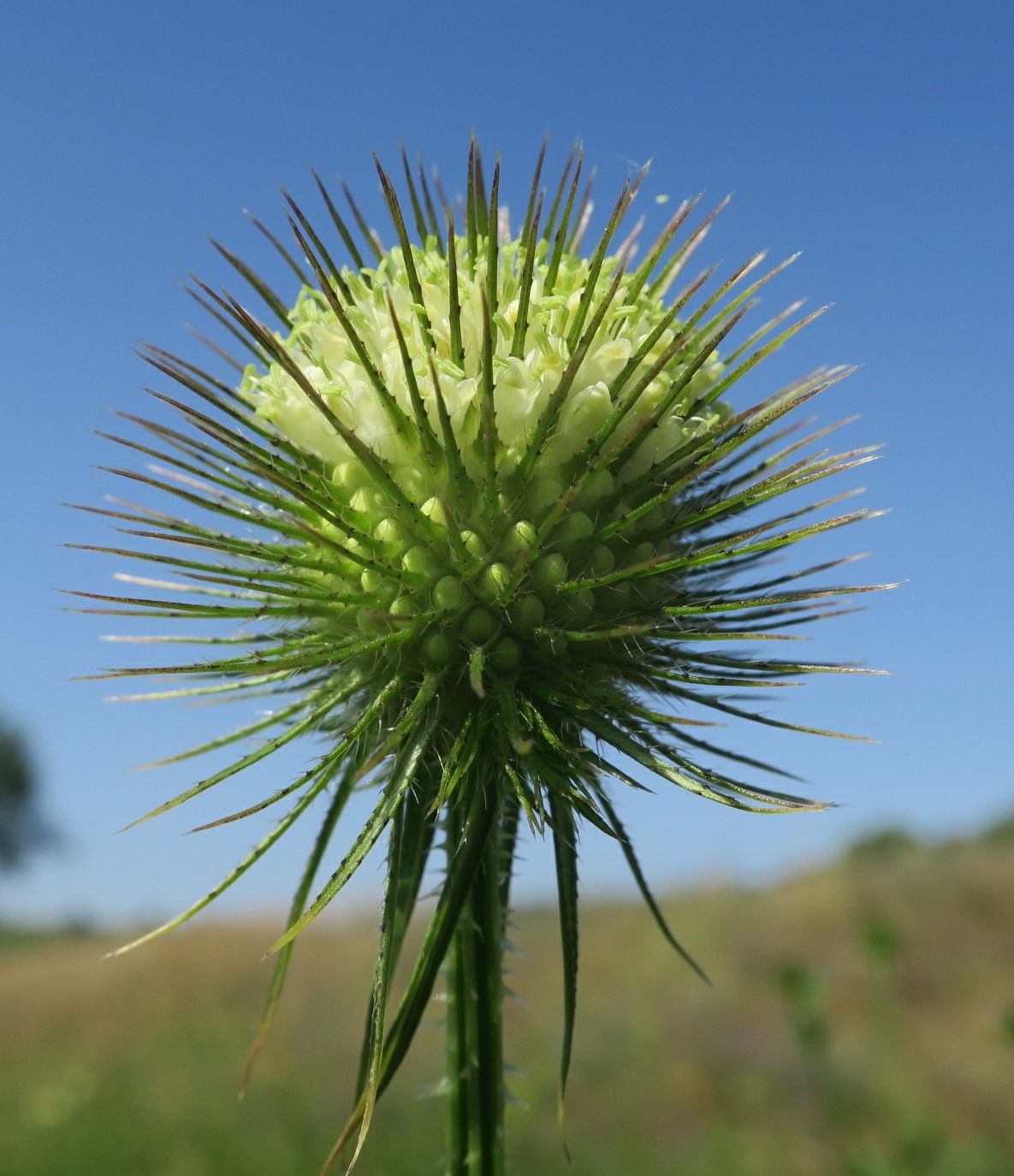 Изображение особи Dipsacus strigosus.