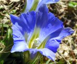 Gentiana grandiflora. Цветок. Республика Алтай, Онгудайский р-н, Семинский перевал, субальпийский луг, 1700 м н.у.м. 07.05.2010.