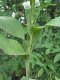 Inula thapsoides. Часть побега. Краснодарский край, окр. г. Новороссийск, хр. Маркотх, окр. пер. Андреевский, опушка леса. 07.08.2019.