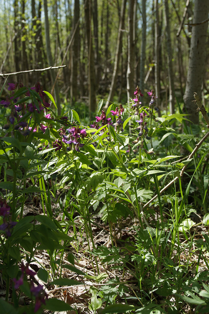 Изображение особи Lathyrus vernus.