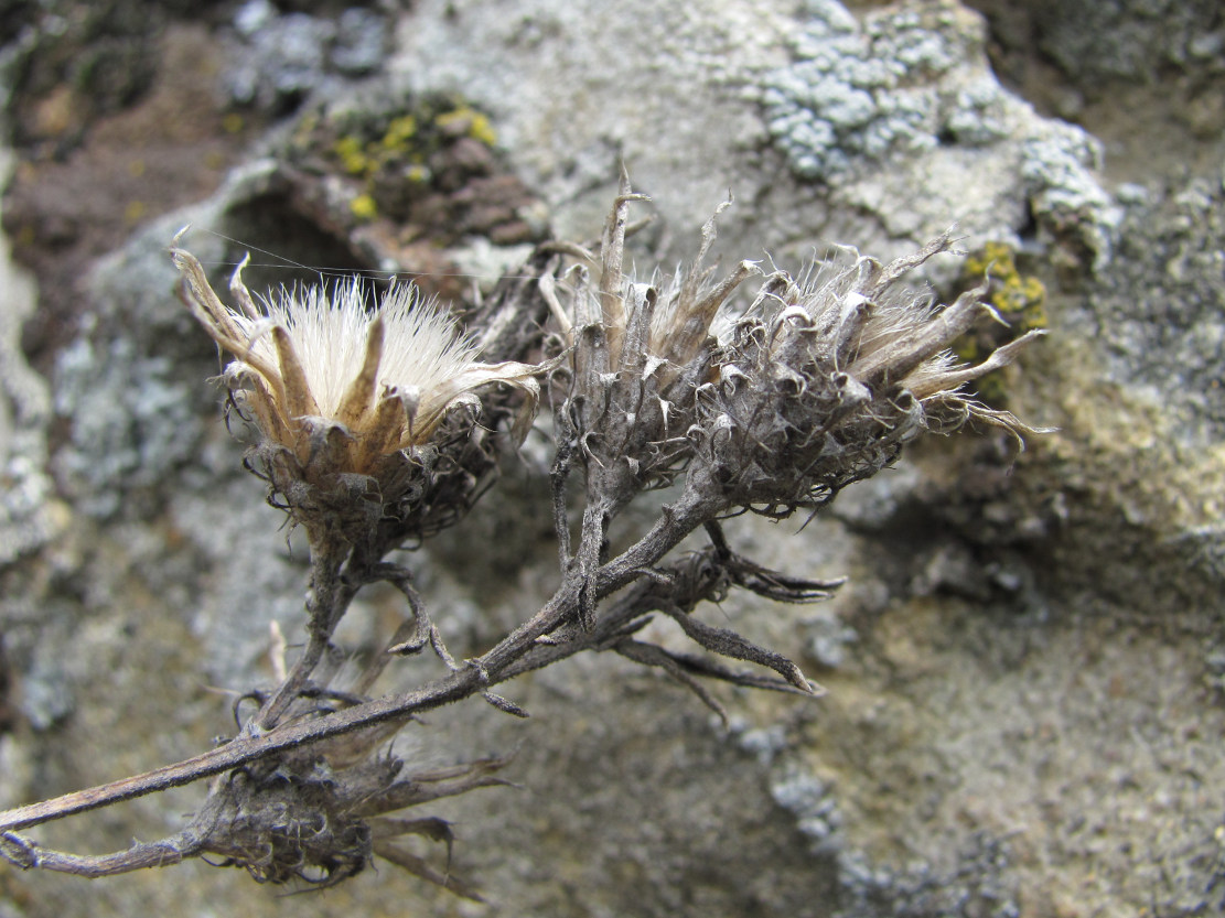 Image of Centaurea caspia specimen.