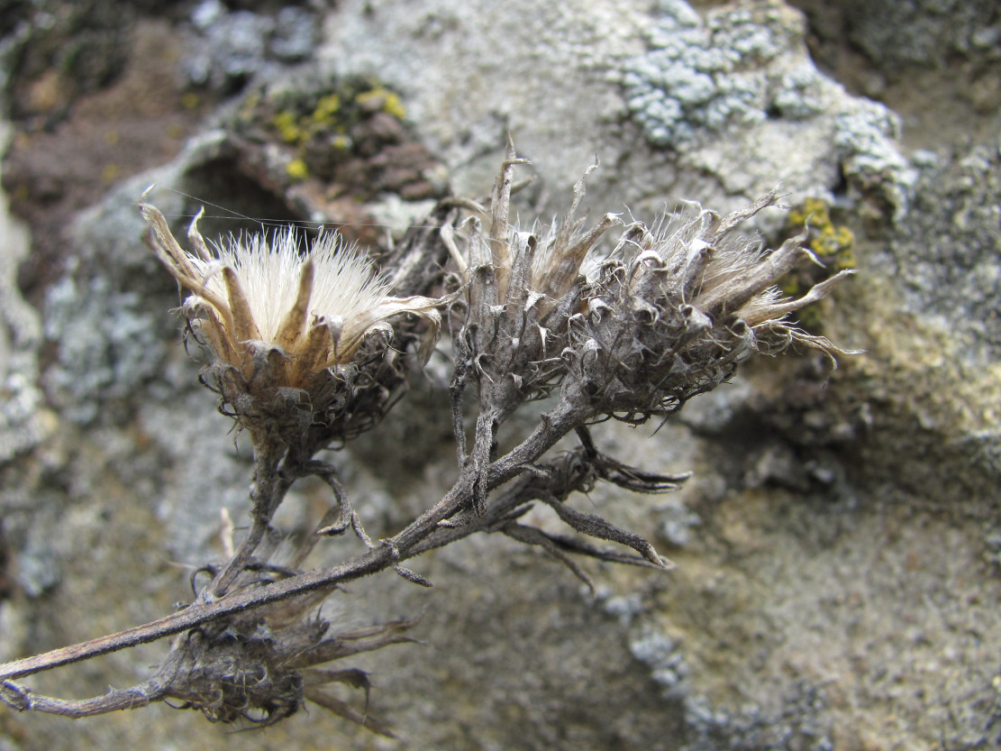 Изображение особи Centaurea caspia.