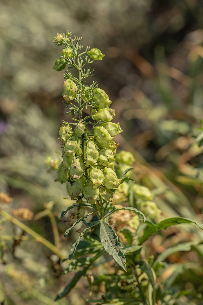 Image of Reseda inodora specimen.