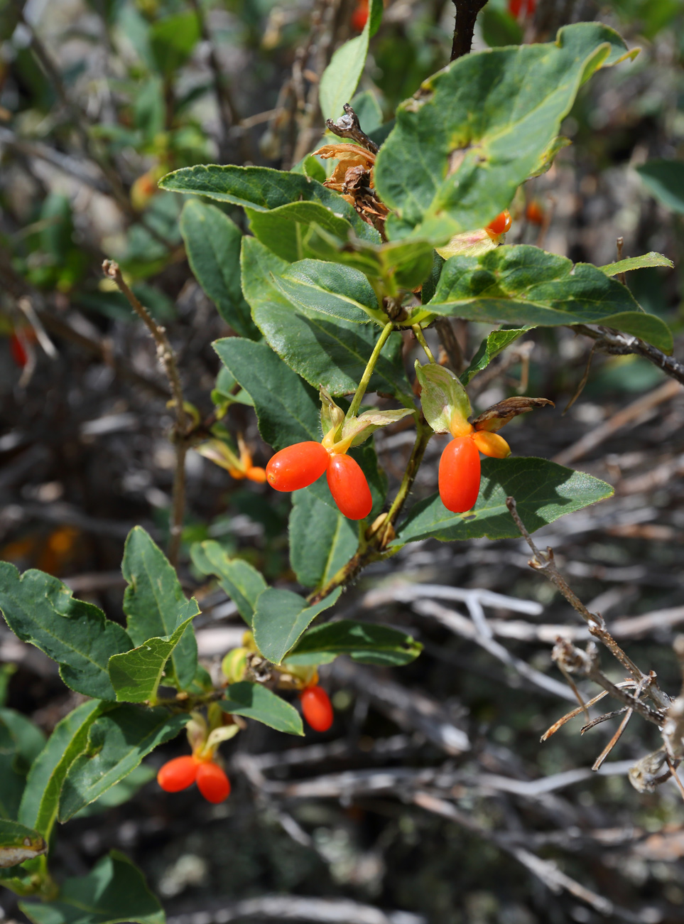 Image of Lonicera hispida specimen.