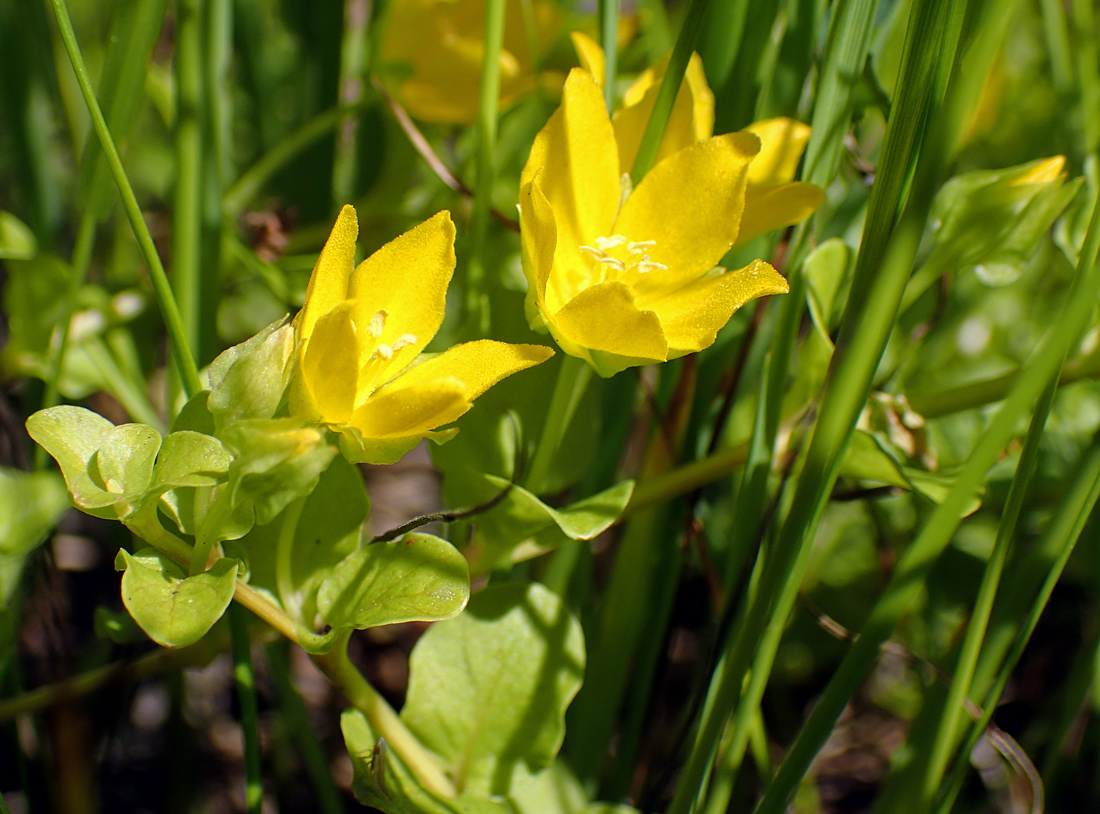 Изображение особи Lysimachia nummularia.