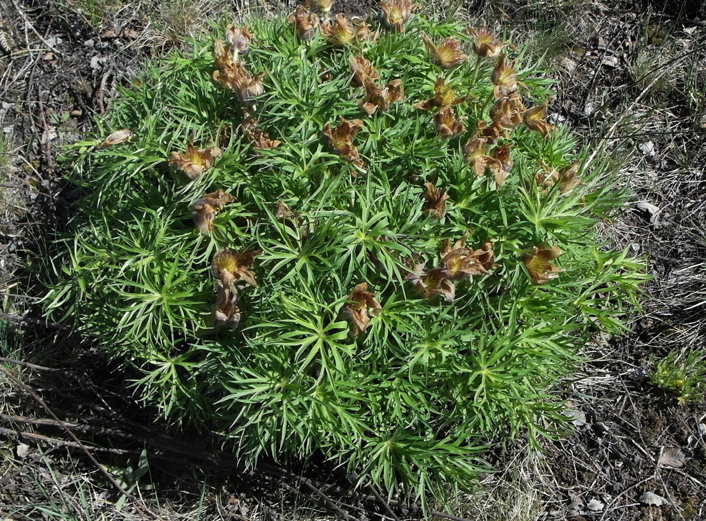 Изображение особи Pulsatilla multifida.