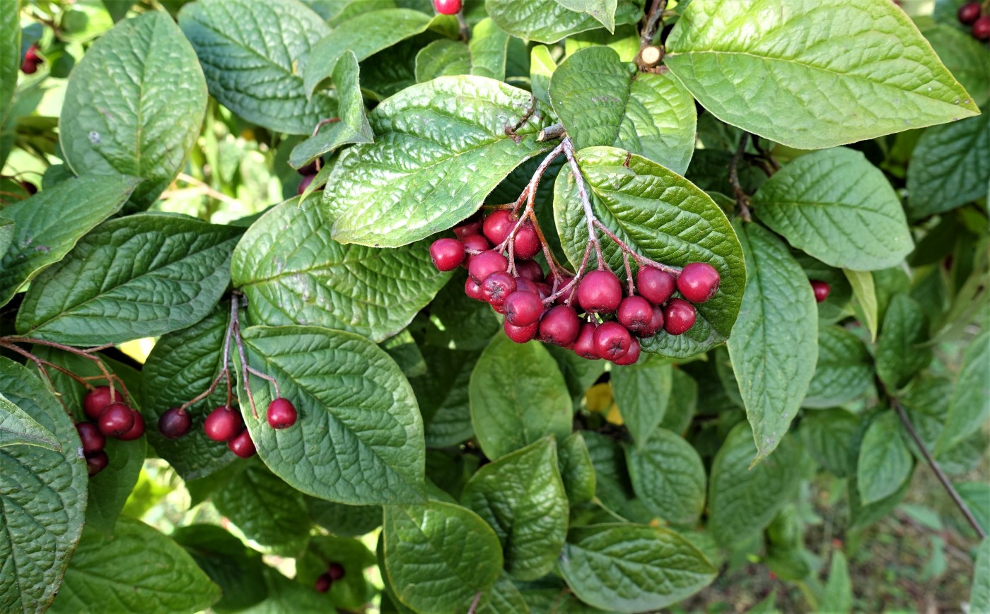 Изображение особи род Cotoneaster.