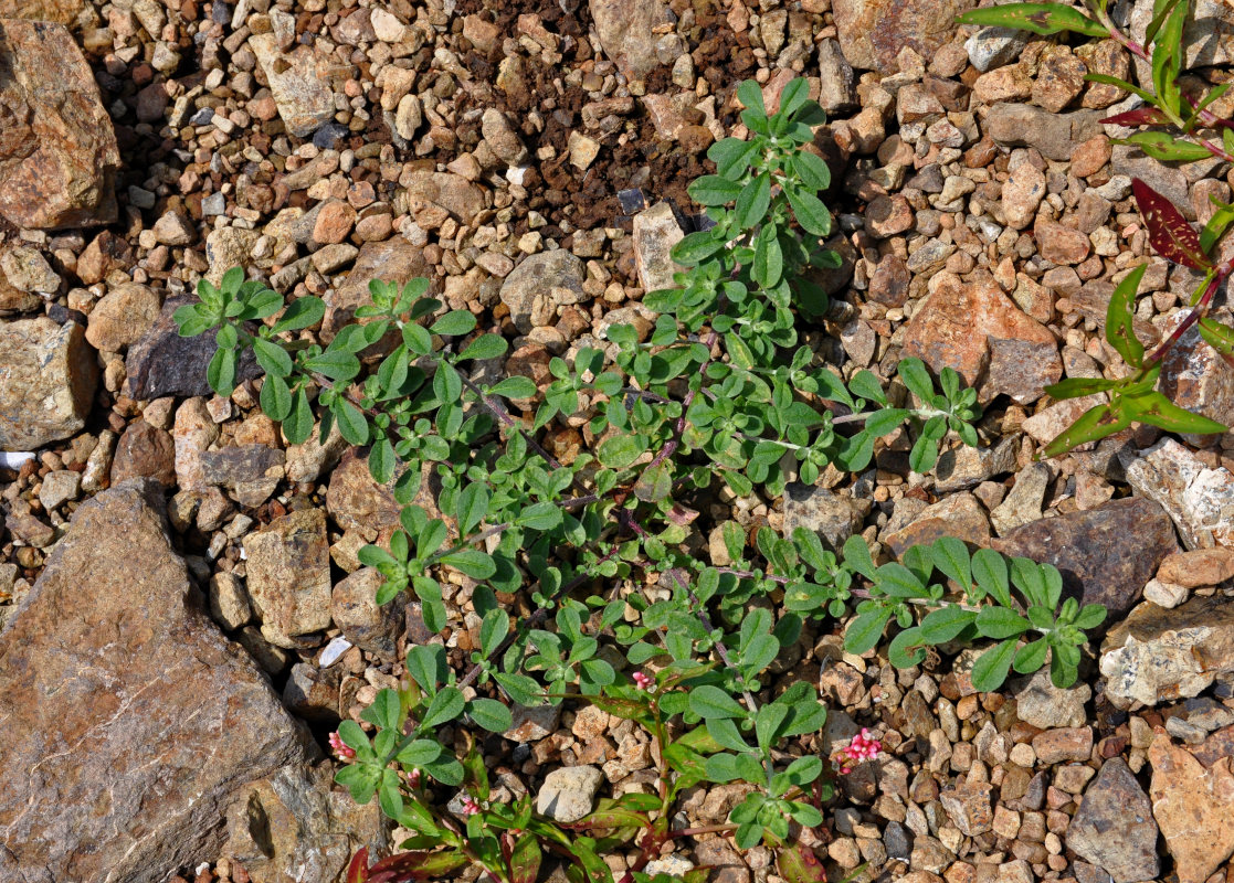 Image of class Magnoliopsida specimen.