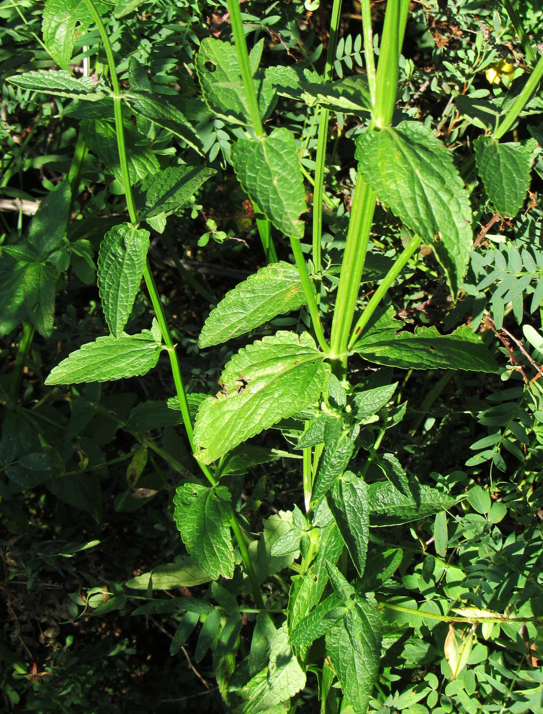 Image of Nepeta nuda specimen.