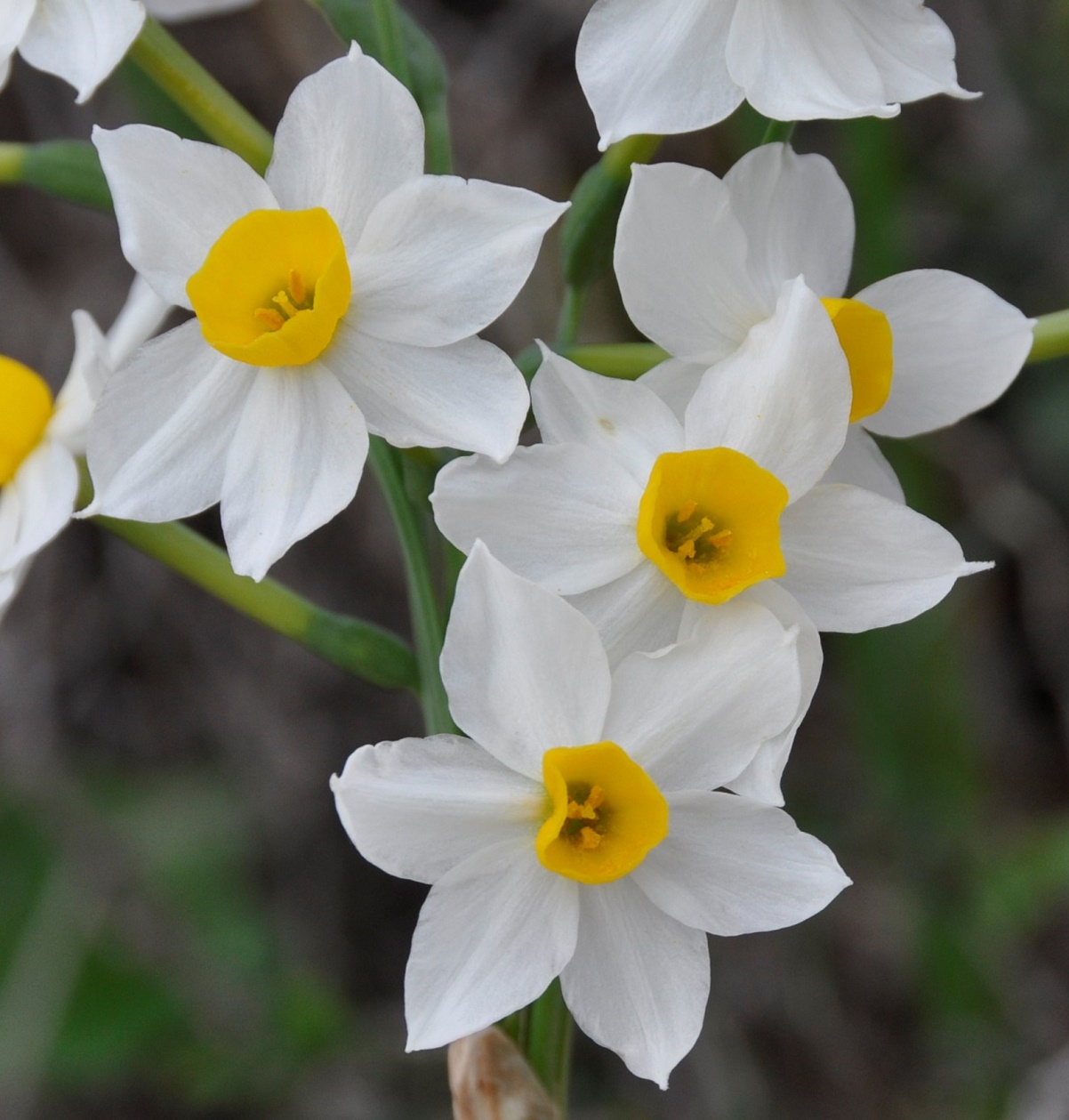 Изображение особи Narcissus tazetta.