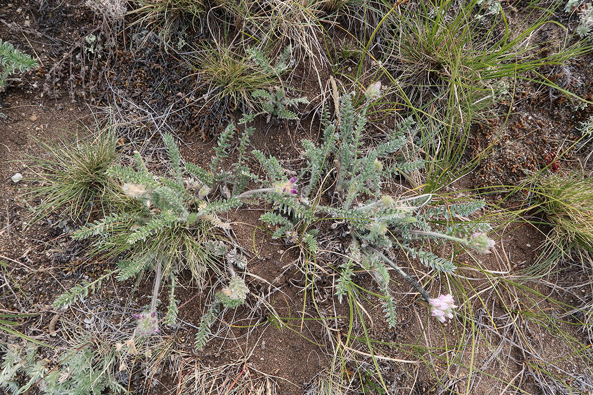 Изображение особи Oxytropis selengensis.