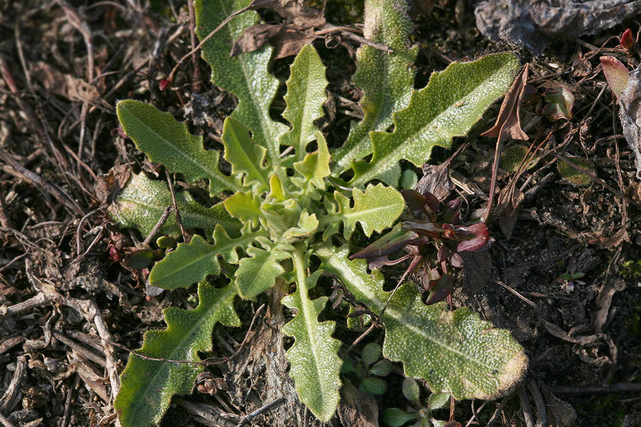 Image of Turritis glabra specimen.