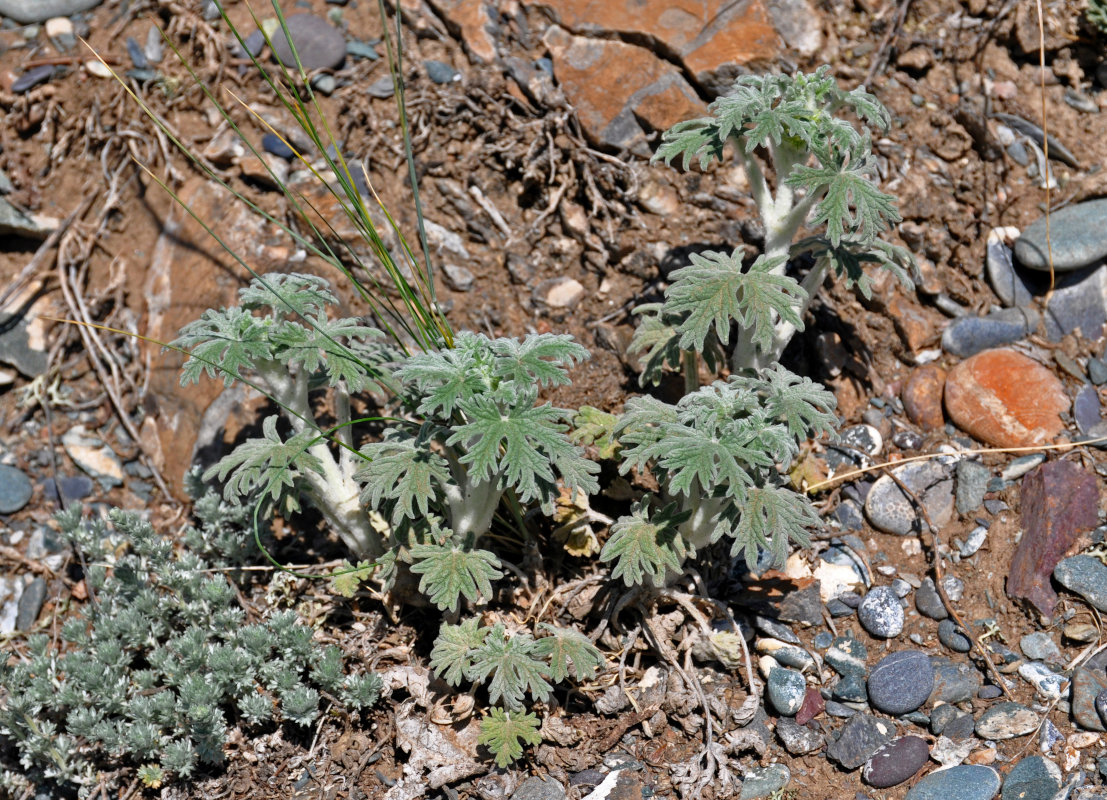 Image of Panzerina lanata specimen.