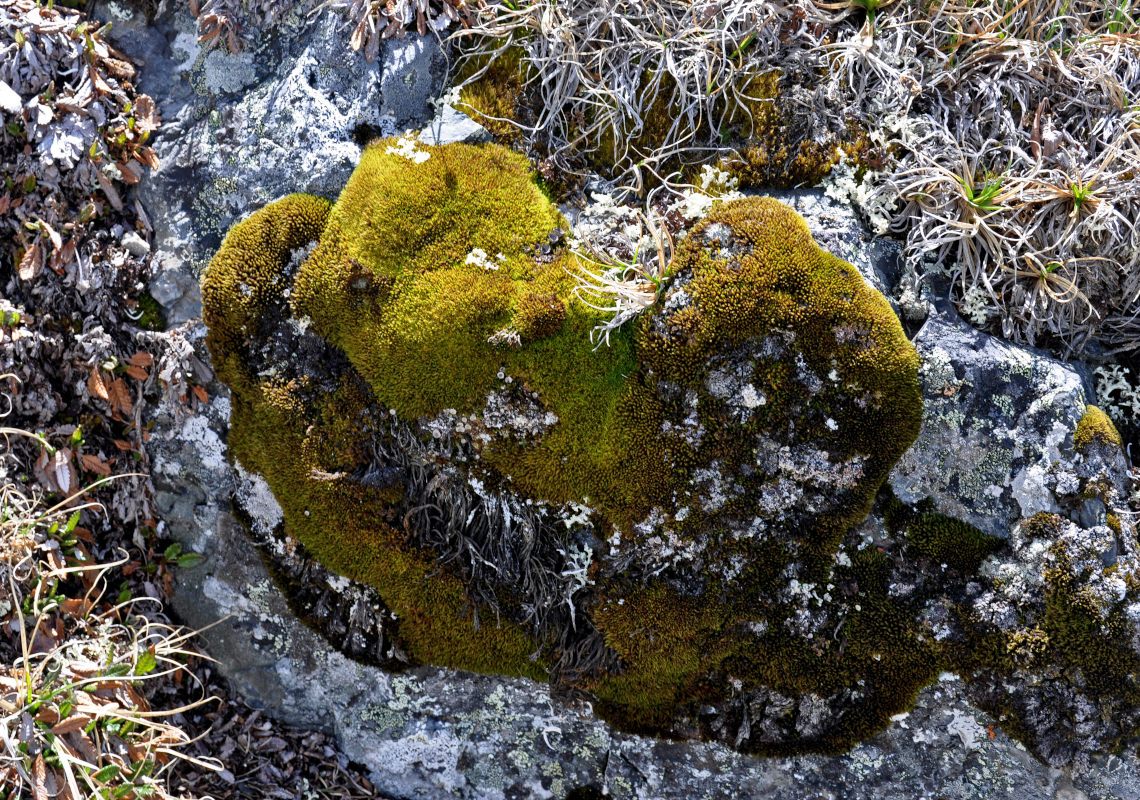 Image of class Bryopsida specimen.