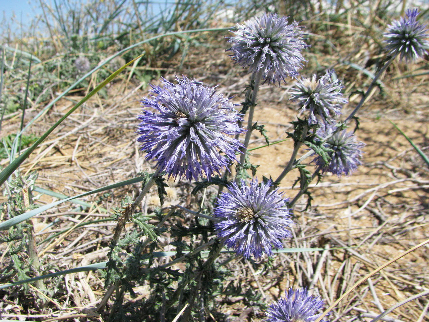 Image of Echinops ritro specimen.