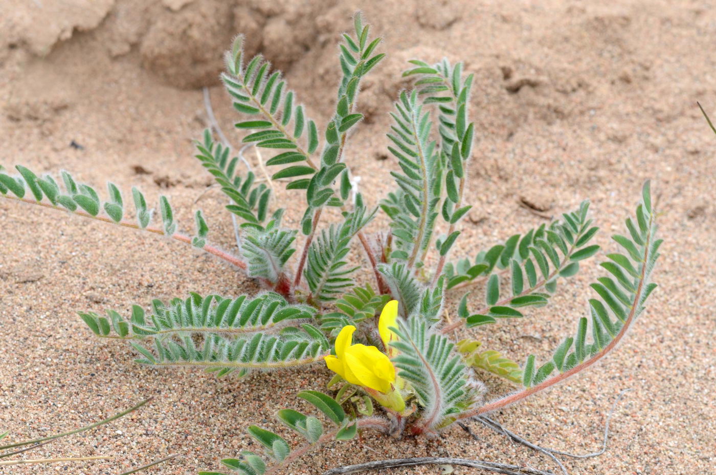 Изображение особи Astragalus balchaschensis.