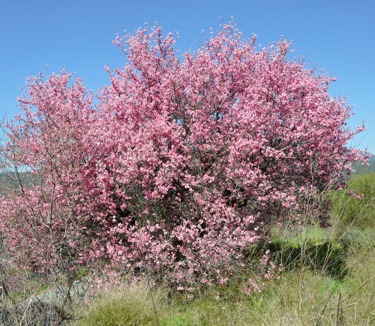 Изображение особи Amygdalus communis.