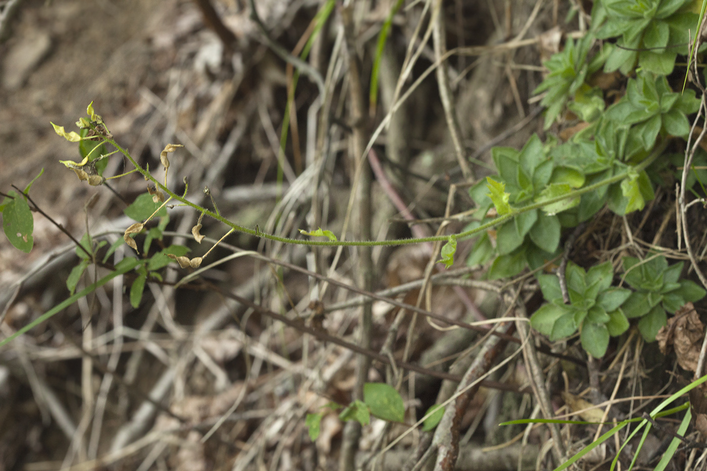 Изображение особи Draba sachalinensis.