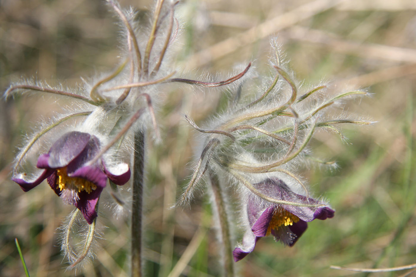 Изображение особи Pulsatilla ucrainica.