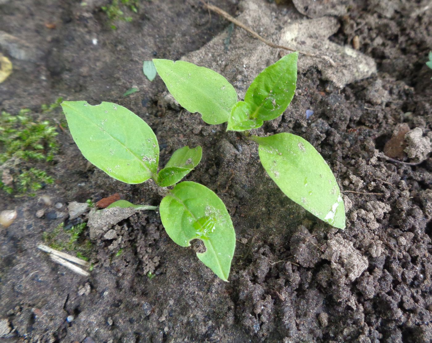 Image of Phytolacca acinosa specimen.