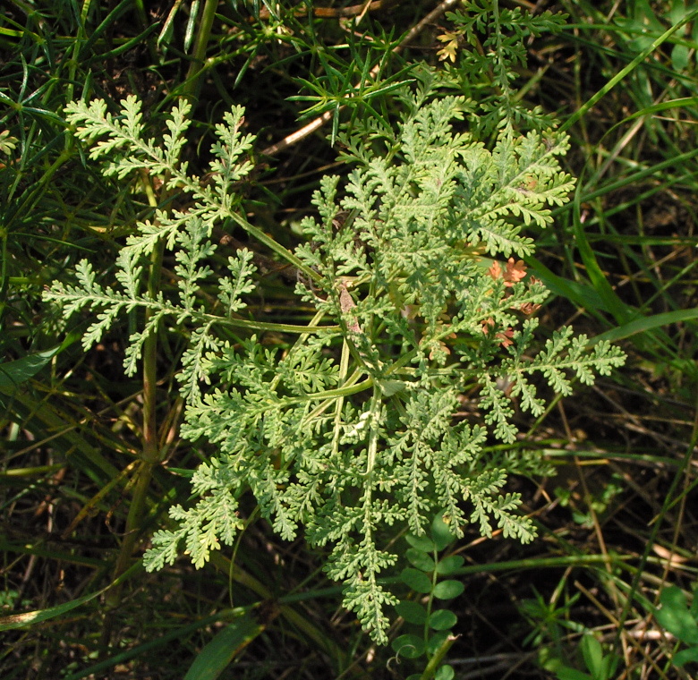 Изображение особи Artemisia stechmanniana.