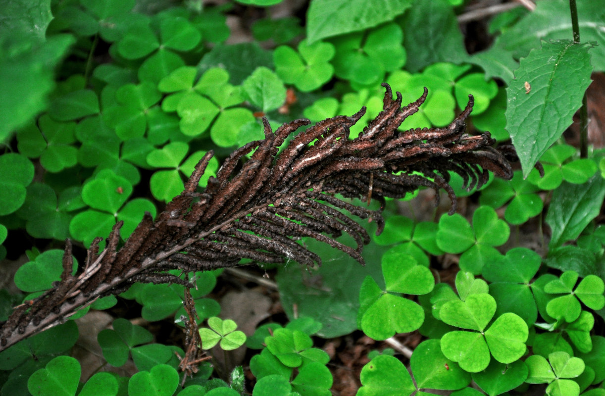 Image of Matteuccia struthiopteris specimen.