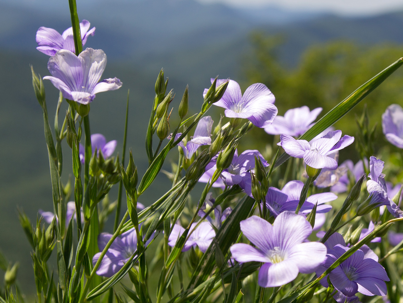 Изображение особи Linum nervosum.