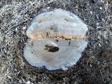 Picea abies. Пень спиленного дерева. Московская обл., Павлово-Посадский р-н, санитарная вырубка на 72-м км Горьковского шоссе. 03.04.2016.