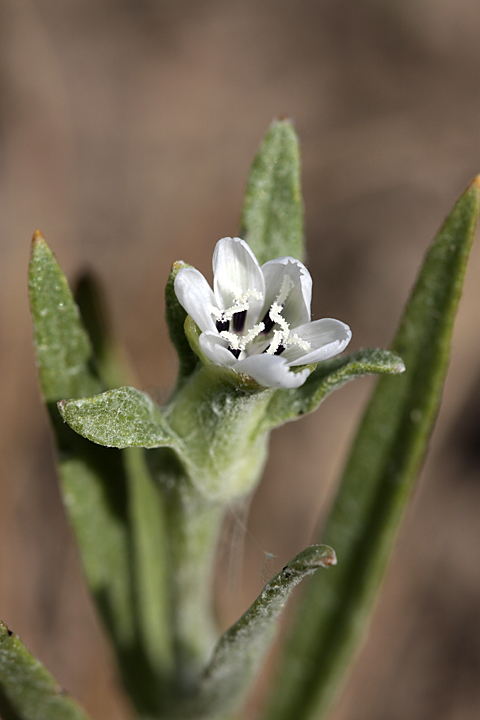 Image of genus Epilasia specimen.