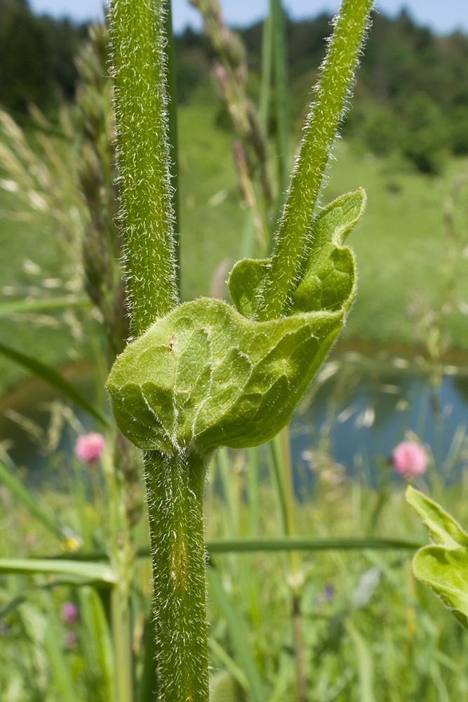 Изображение особи Doronicum macrophyllum.