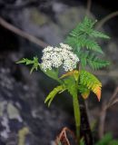 Conioselinum tataricum. Верхушка цветущего растения. Челябинская обл., Златоустовский гор. округ, хребет Уреньга, ≈ 1000 м н.у.м., каменистый склон. 25.07.2020.